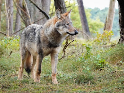 Wolven ontdekken vijf nieuwe gebieden in Nederland, dit jaar zeker 56 welpen geboren