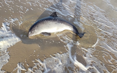 Op strand van Texel gevonden bruinvis overleden
