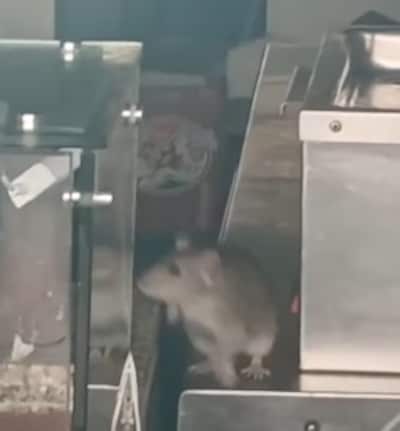 Ratten vallen uit plafond in Amsterdams restaurant: zaak per direct gesloten