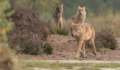 Dit was probleemwolf Bram: greep een kind, verloor zijn vrouwtje en liep mank door het bos