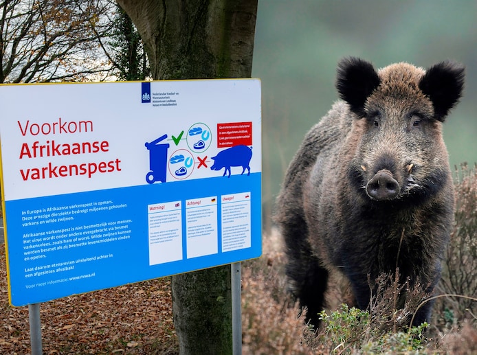 groesbeek-nederland-een-bord-met-de-tekst-voorkom-afrikaanse-varkenspest-op-de-zevenheuvelenweg