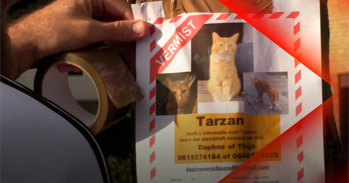 Mysterie rond verdwenen katten • Nieuwe appelsoort vernoemd naar Bert