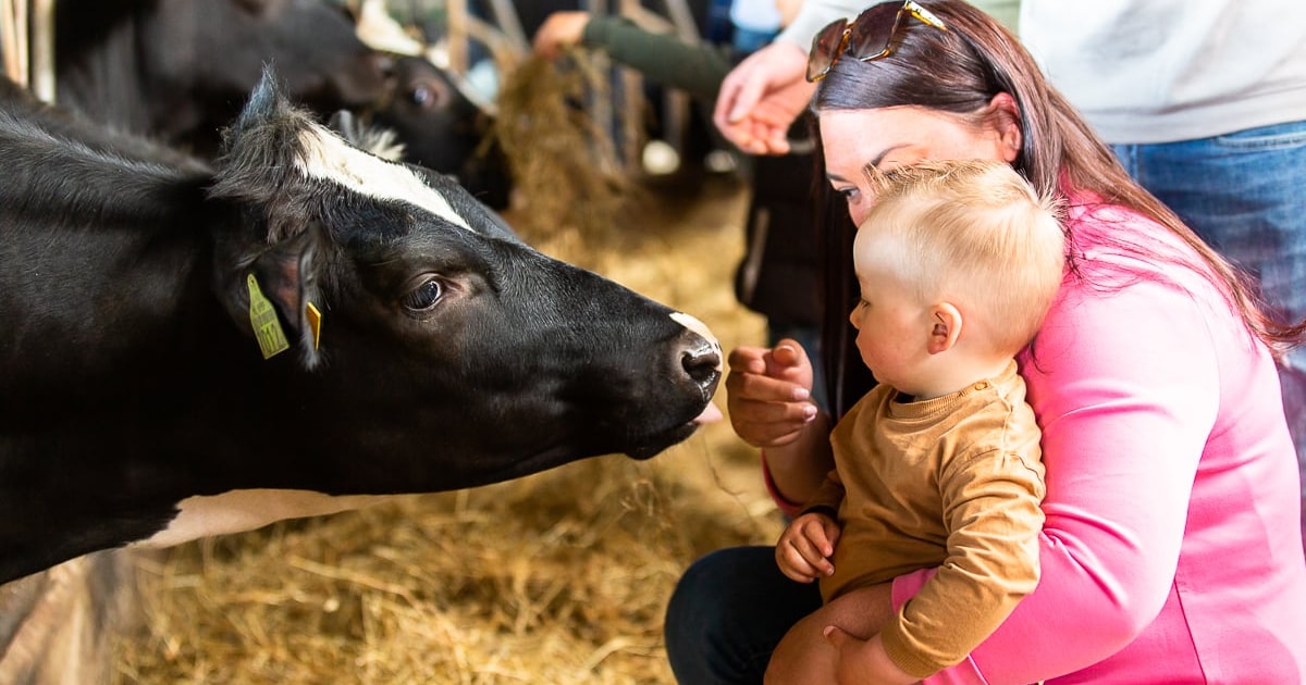 Koeien kiek'n: op deze dag ben je welkom op boerderijen in de buurt van Enschede