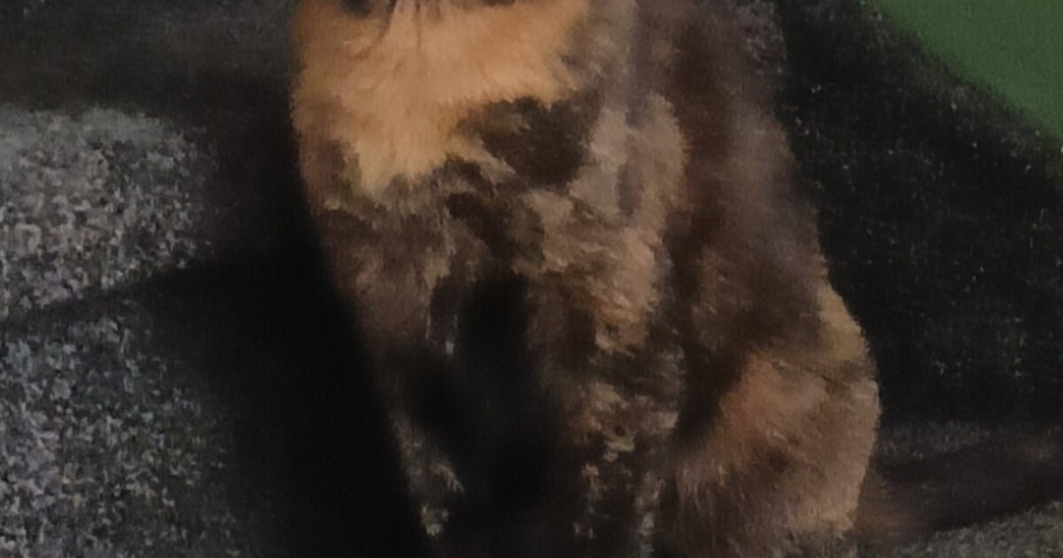 Heb jij Mia gezien? Dit huisdier wordt in Scherpenzeel vermist