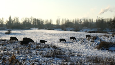 Bernadette maakt foto’s in de Liemers: ‘Sneeuwwallen van 35 centimeter heb ik nooit eerder meegemaak
