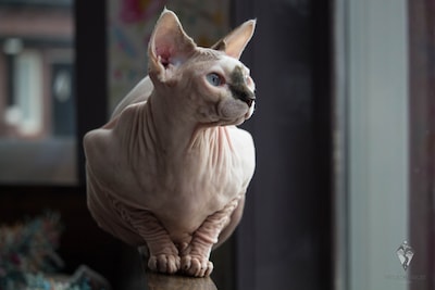 Houden van naaktkat­ten en katten met vouwoor­tjes wordt verboden: 'Deze dieren zijn niet schattig, maar lijden een leven lang'