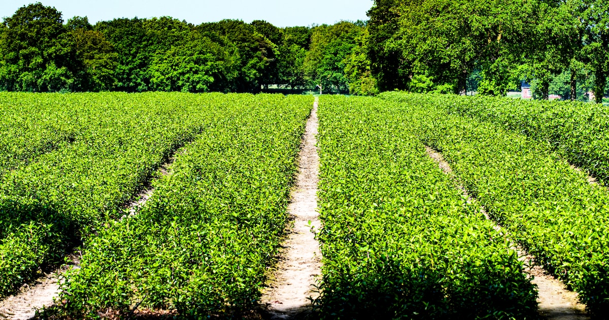 Angst voor Parkinson wint het van juridische twijfels: Lochem verbiedt lelieteelt