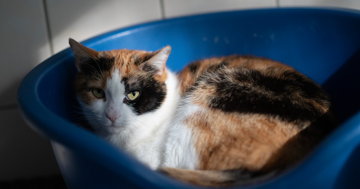 Molly houdt wél van samen knuffelen, maar graag een-op-een