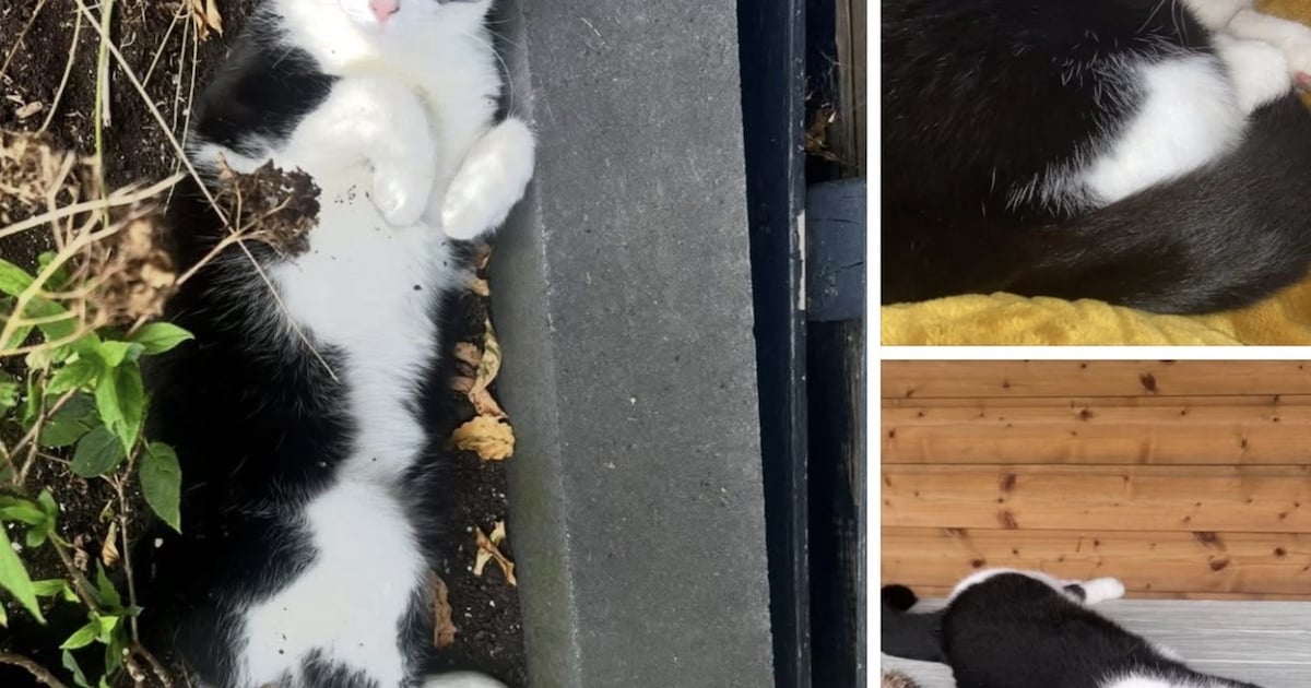 Heb jij Bella gezien? Dit huisdier wordt in Renkum vermist