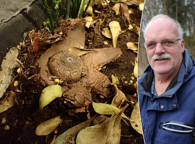 Zeer zeldzame paddenstoel aangetroffen midden in tuincentrum: ‘Dit is uitzonderlijk’