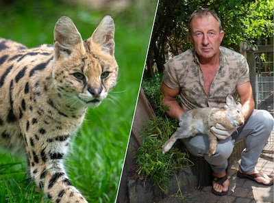 Johans konijn werd gegrepen door een serval, maar mensen hoeven niet bang te zijn: ‘Geniet van de schoonheid’