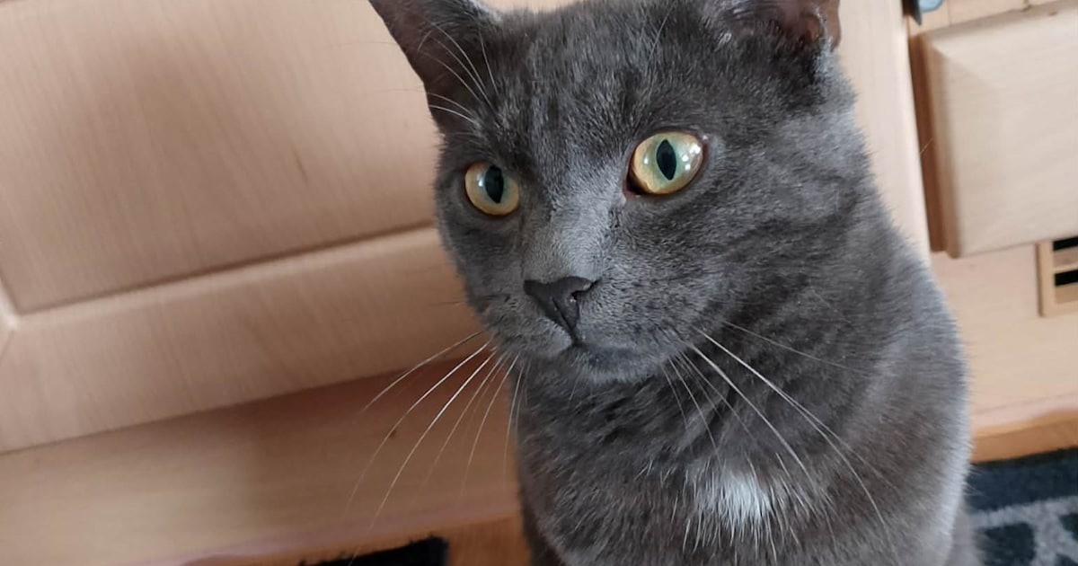 Heb jij Wacek gezien? Dit huisdier wordt in Winterswijk vermist