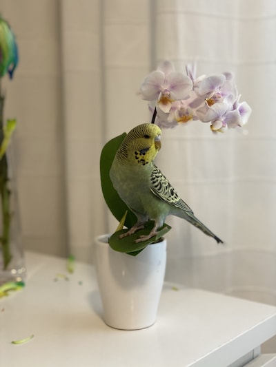 Heb jij Furby gezien? Dit huisdier wordt in Wijchen vermist