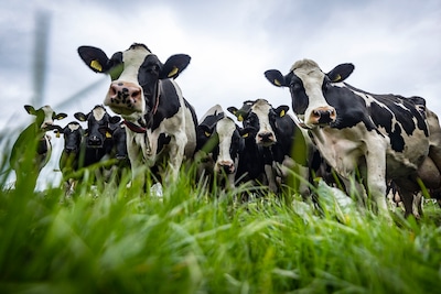 ‘Te veel veranderende regels’: ombudsman doet onderzoek naar gevolgen van overheidsbeleid voor boeren