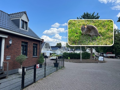 Man wordt gek van ratten op woonwagenkamp IBB en schiet met luchtbuks: politie rukt uit