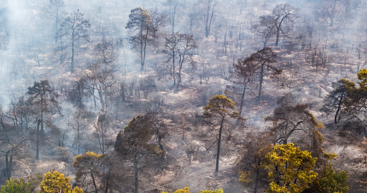 Raadslid roept op tot Europese samenwerking na brand bij Venray: ‘Branden kennen geen grens’