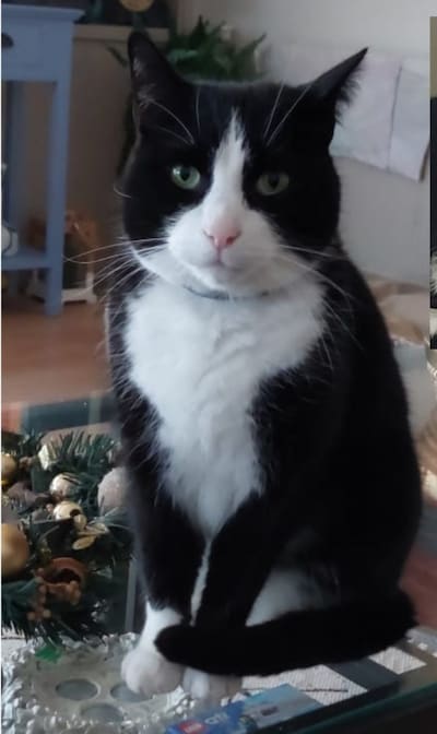 Heb jij Mina, Libby of Gaya gezien? Deze zeven huisdieren worden in Buren vermist