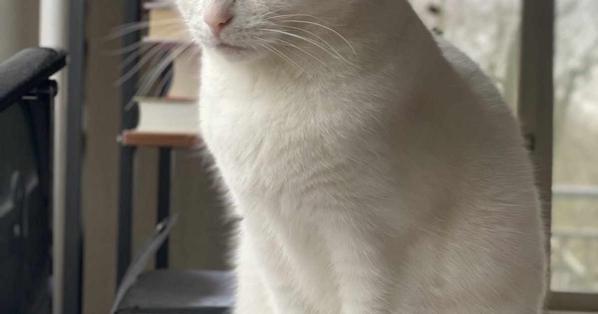 Heb jij Mia gezien? Dit huisdier wordt in Enschede vermist