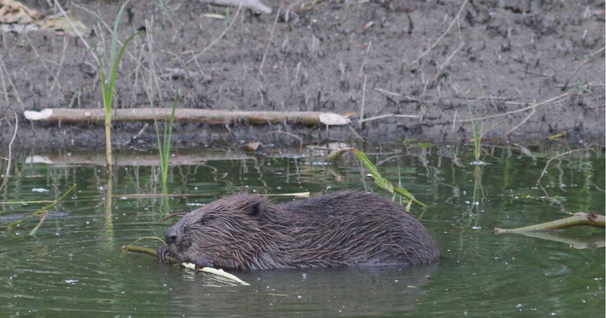 Vijf nevengeulen en ruim twee keer zoveel natuur: Plannen in uiterwaarden aangepast, kritiek blijft 