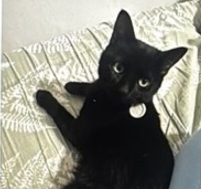 Heb jij Pip, Luna of Negro gezien? Deze drie huisdieren worden in Oude IJsselstreek vermist