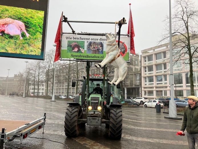 Wolf in de strop: emoties lopen hoog op bij boeren en actievoerders die ...