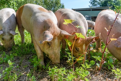 Lezing invasieve exoten in Gennep