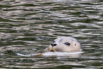 Dit is waarom ‘Uutje’ zonder vrienden in het kanaal dobbert (en zes andere vragen over de zeehond in Utrecht)