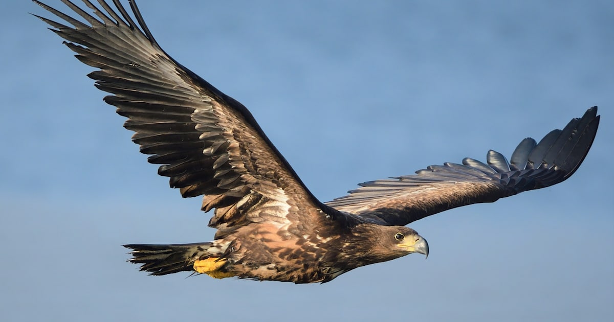 Lezing over zeearenden in Millingen aan de Rijn