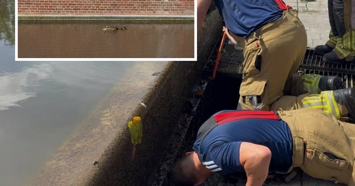 Brandweer rukt uit voor bijzondere klus: kuikentjes in nood