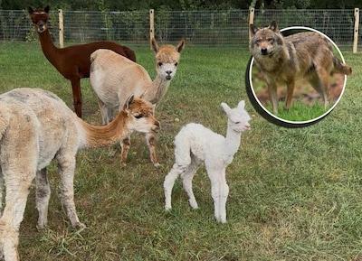 Alpaca’s achter wolfwerend raster gedood door wolf: ‘Ik ben er nog ziek van’