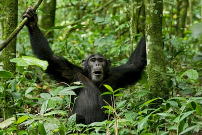 Verbijstering bij wetenschappers als bevriende chimpansees in Oeganda elkaar ineens doden
