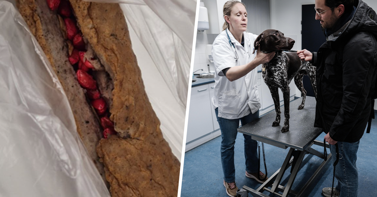 Gif-frikandel duikt op: dierenarts vertelt hoe je je hond of kat nog kunt redden