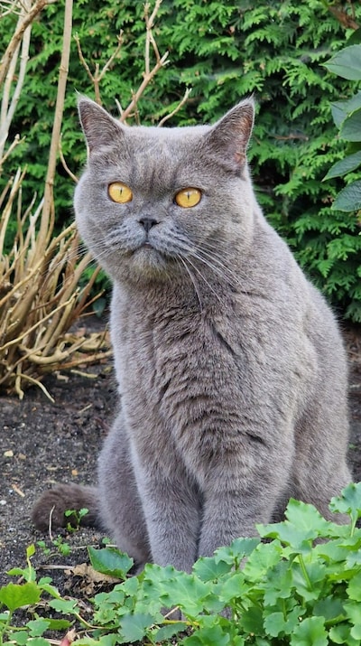 Heb jij Kruimel gezien? Dit huisdier wordt in Buren vermist