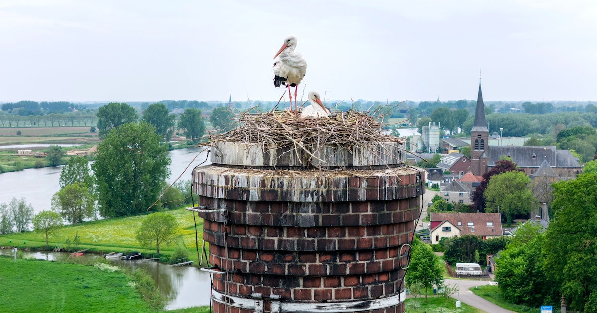 Ooievaarsstel kiest onhandige plek uit voor nest: het ging al eens mis