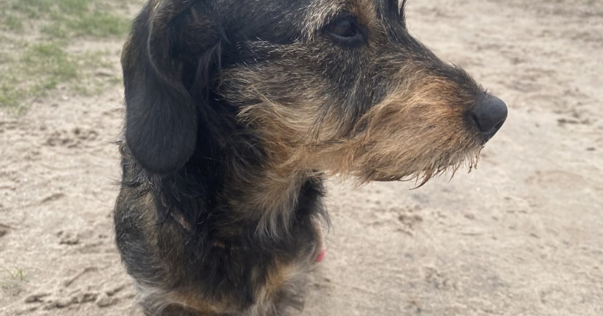 Heb jij Cato gezien? Dit huisdier wordt in Lingewaard vermist