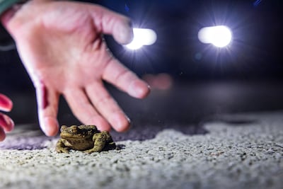 Trainen voor hardloopwedstrijd levert bloedbad op: ‘Renners trappen massaal padden dood’