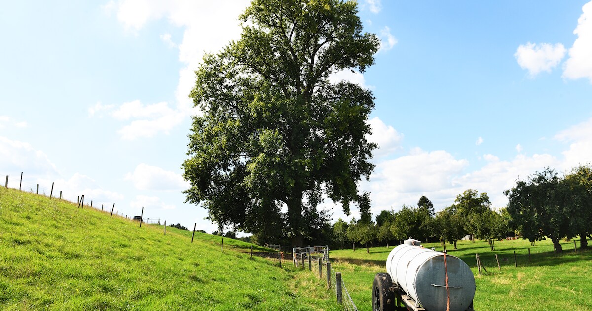 Zwarte populier Opijnen genomineerd als boom van het jaar | West Betuwe