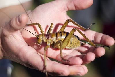 Een van de zwaarste insecten ter wereld gered van ondergang: tienduizenden exemplaren gefokt en uitgezet