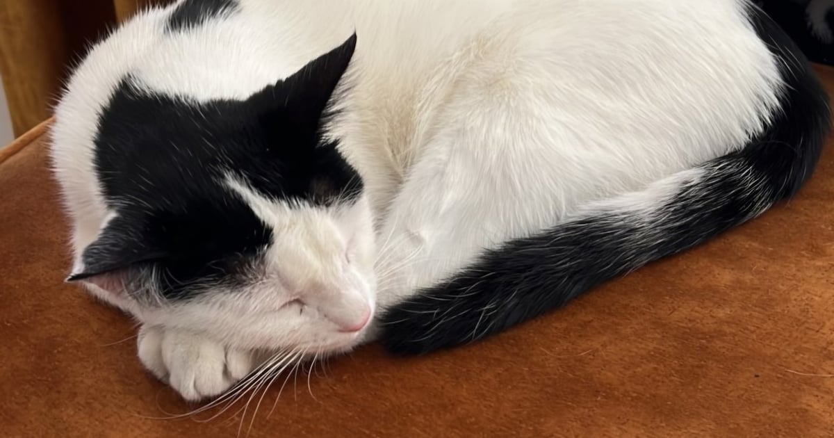 Heb jij Simba gezien? Dit huisdier wordt in Berg en Dal vermist