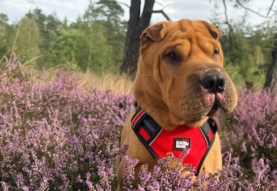 Asieldier van de week: knuffelbeer Bruno zoekt een baasje