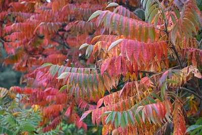 Groei & Bloei houdt lezing over herfst- en wintertuin in Doetinchem