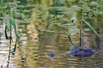 Visser (71) gedood door 3,5 meter lange alligator bij meer in Florida