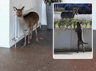 Ree probeert zijn achtervolger te verjagen, maar eindigt in paniek bij Dave in de lobby: ‘Het was echt heel sneu’