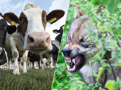 Wolven richten vizier op runderen, dierenartsen slaan alarm: ‘Zorg voor beheer’