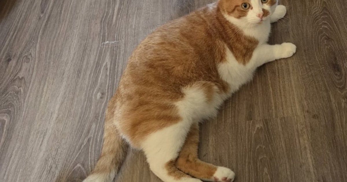 Heb jij Perry gezien? Dit huisdier wordt in Lingewaard vermist