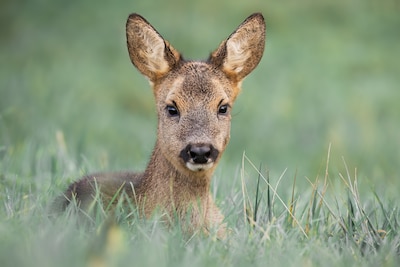 Staatsbosbeheer roept op: 'Bescherm de jonkies'