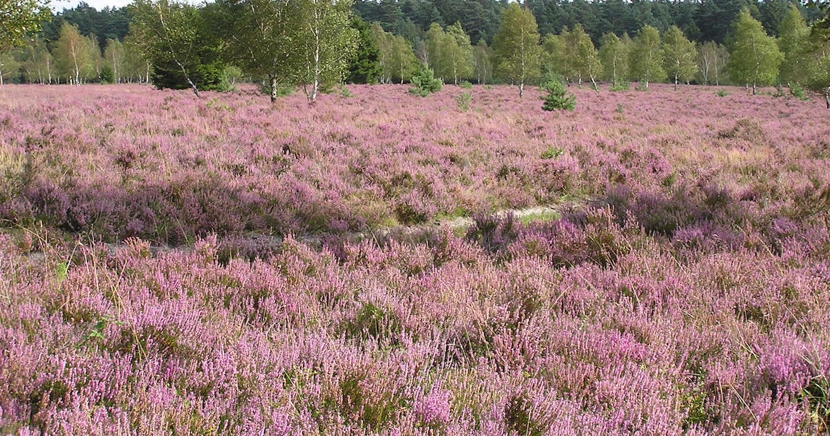 Maasduinen Ecotop in Siebengewald gaat over natuur en landschap in grensstreek De Maasduinen