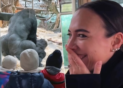 Gorilla’s paren voor de ogen van kinderen in dierentuin Antwerpen