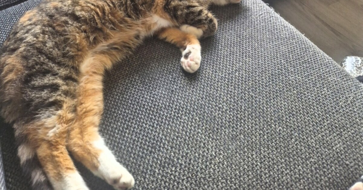 Heb jij Pip gezien? Dit huisdier wordt in Zevenaar vermist