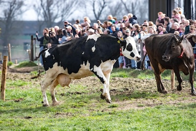 Boer Emiel laat 140 koeien de wei in, slechtziende koe heeft het even lastig: ‘Het was een spektakel’